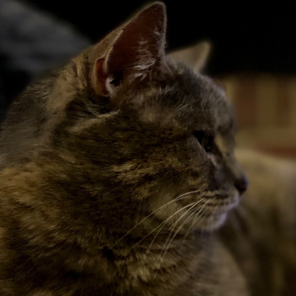 Meet your Posher, Kimi
